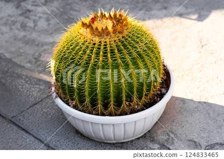 Large round cactus in white pot on pavement Large round cactus in white pot on pavement 124833465