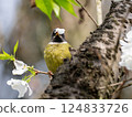 The collared finchbill ( Spizixos semitorques ) is ingesting flowers from a tree 124833726