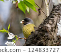 The collared finchbill ( Spizixos semitorques ) is ingesting flowers from a tree 124833727