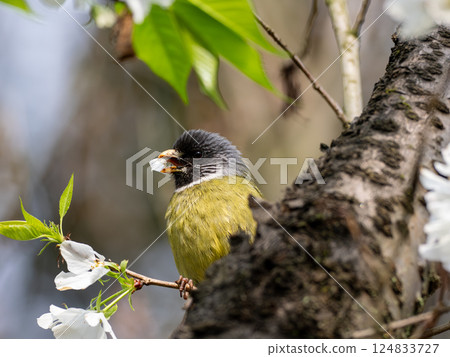 The collared finchbill ( Spizixos semitorques ) is ingesting flowers from a tree The collared finchbill ( Spizixos semitorques ) is ingesting flowers from a tree 124833727