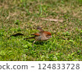 Ashy-throated parrotbill on grassland hopping for food 124833728