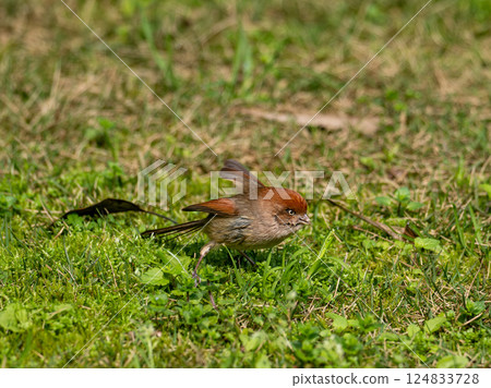 Ashy-throated parrotbill on grassland hopping for food 124833728