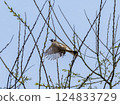 a Light-vented Bulbul flapping wings 124833729