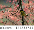 Yellow bellied tit bird sitting on the branch at Chongqing, China 124833731