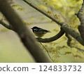 Yellow bellied tit bird standing on the branch at Chongqing, China 124833732