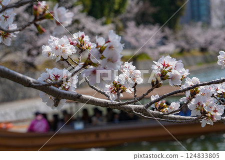 京都:岡崎德國線、岡崎運河 京都:岡崎德國線、岡崎運河 124833805