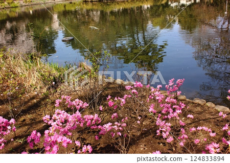 Azaleas blooming in early April at Myoshoji Park 124833894