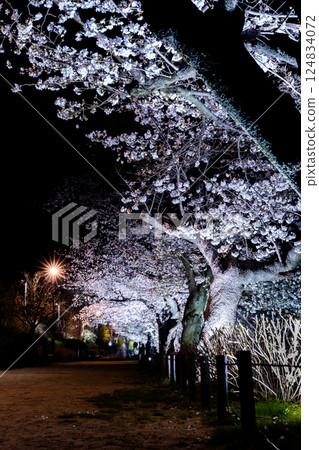 Illuminated Cherry Blossoms at Night in Spring 2025 124834072