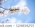 櫻花 櫻 賞櫻 124834255