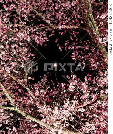 Moonlight shines through the cherry blossoms in full bloom 2025 124834308
