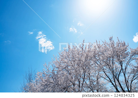 Blue sky and cherry blossoms in full bloom 124834325