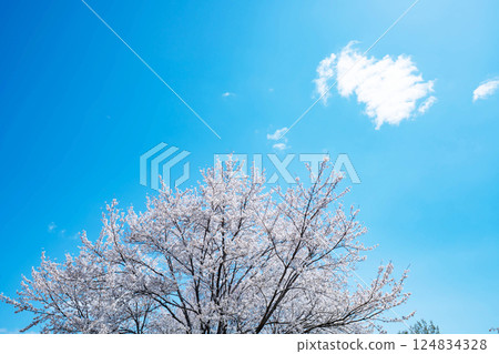 Blue sky and cherry blossoms in full bloom 124834328