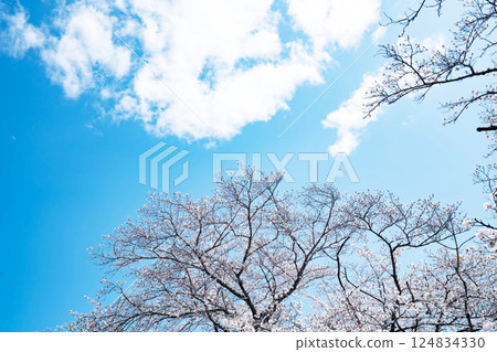 藍天和盛開的櫻花 124834330