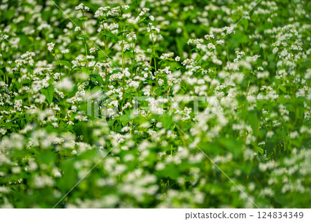 Buckwheat flowers spreading out like a carpet, photographed in the Hioki area of Imazu-cho, Takashima City, Shiga Prefecture 124834349