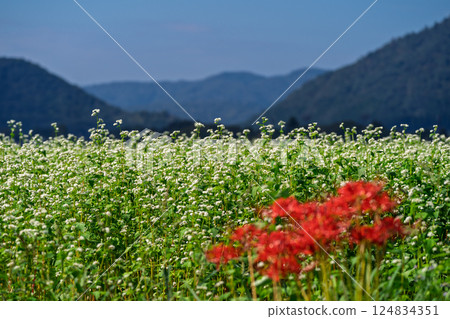 Buckwheat flowers spreading out like a carpet, photographed in the Hioki area of Imazu-cho, Takashima City, Shiga Prefecture Buckwheat flowers spreading out like a carpet, photographed in the Hioki area of Imazu-cho, Takashima City, Shiga Prefecture 124834351
