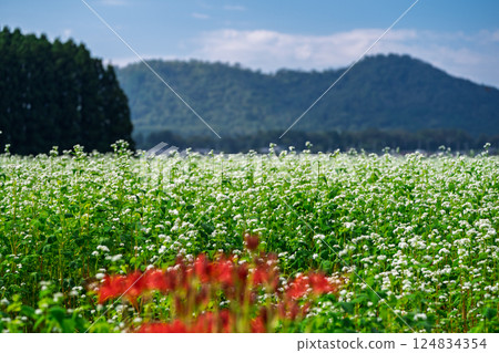 滋賀縣高島市今津町日置地區，蕎麥花如地毯般鋪開。 124834354