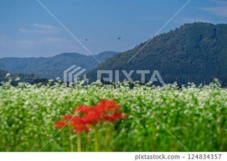 滋賀縣高島市今津町日置地區，蕎麥花如地毯般鋪開。 124834357
