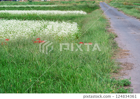 滋賀縣高島市今津町日置地區，蕎麥花如地毯般鋪開。 124834361