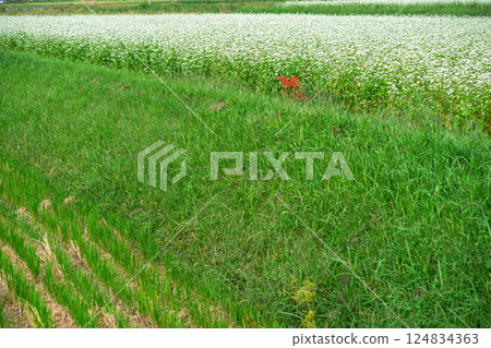 滋賀縣高島市今津町日置地區，蕎麥花如地毯般鋪開。 124834363