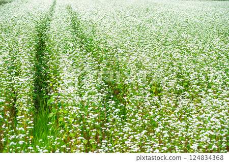Buckwheat flowers spreading out like a carpet, photographed in the Hioki area of Imazu-cho, Takashima City, Shiga Prefecture Buckwheat flowers spreading out like a carpet, photographed in the Hioki area of Imazu-cho, Takashima City, Shiga Prefecture 124834368