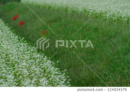 Buckwheat flowers spreading out like a carpet, photographed in the Hioki area of Imazu-cho, Takashima City, Shiga Prefecture 124834376