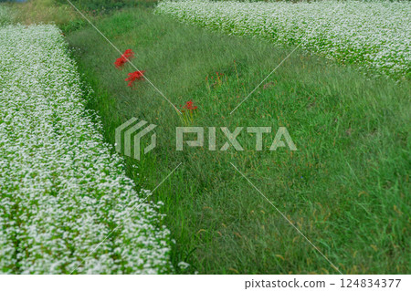 Buckwheat flowers spreading out like a carpet, photographed in the Hioki area of Imazu-cho, Takashima City, Shiga Prefecture 124834377