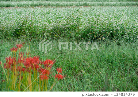 滋賀縣高島市今津町日置地區，蕎麥花如地毯般鋪開。 124834379