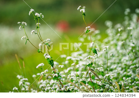 Buckwheat flowers spreading out like a carpet, photographed in the Hioki area of Imazu-cho, Takashima City, Shiga Prefecture Buckwheat flowers spreading out like a carpet, photographed in the Hioki area of Imazu-cho, Takashima City, Shiga Prefecture 124834394