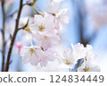 櫻花盛開，春夢一場 124834449