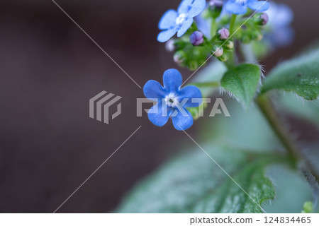 Blue Brunnera flowers blooming in partial shade [Spring] 124834465