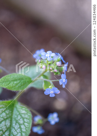 藍色布魯納花在半陰處盛開 [春季] 124834466