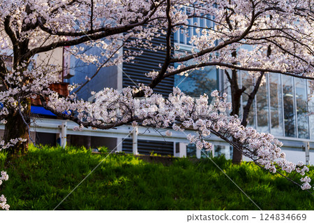 2025 年春季：奈良佐保川沿岸櫻花盛開，照亮整座城市 124834669