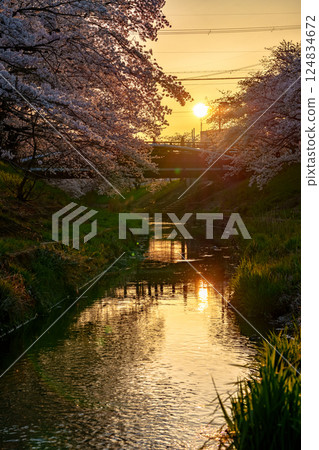 2025年春季：奈良佐保川沿岸櫻花盛開，夕陽映照下，一片金色景象① 124834672