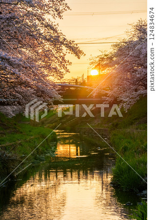 Spring 2025: Cherry blossom trees along the Saho River in Nara in full bloom, a golden landscape illuminated by the setting sun before sunset③ 124834674