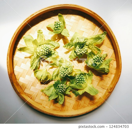 春季野菜:白屈菜芽 春季野菜:白屈菜芽 124834703