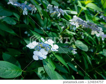 Blue hydrangea 124834757
