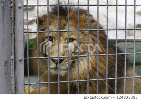 Lion in the snow | The king of animals standing at Asahiyama Zoo in winter 124835385