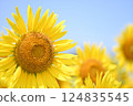 Sunflowers blooming towards the blue sky 124835545