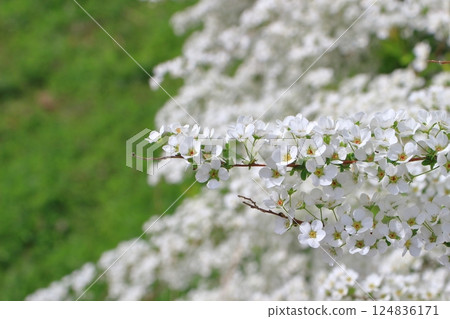A white carpet woven by willow trees 124836171