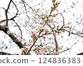 Soy Yoshino flowering 124836383