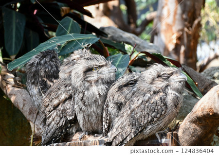 Tawny Frogmouth 124836404