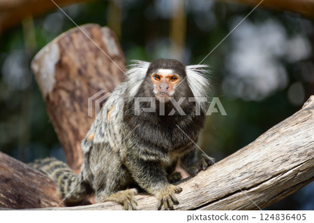 Common marmoset Common marmoset 124836405
