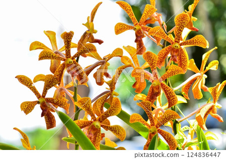 Beautiful Grammatophyllum speciosum in garden 124836447