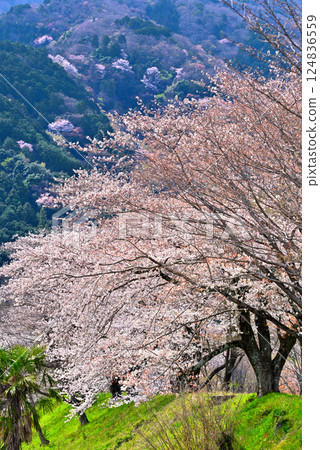 <Gifu Prefecture> Kamagatani Valley with cherry blossoms in full bloom 124836559