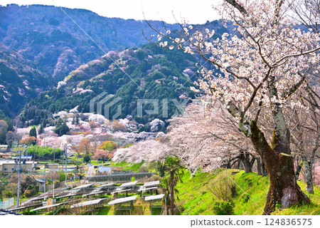 <Gifu Prefecture> Kamagatani Valley with cherry blossoms in full bloom <Gifu Prefecture> Kamagatani Valley with cherry blossoms in full bloom 124836575