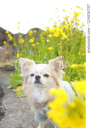Rape flowers and Chihuahuas Rape flowers and Chihuahuas 124836707
