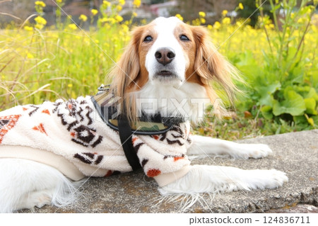 Rape blossoms and Kooikerhondje Rape blossoms and Kooikerhondje 124836711