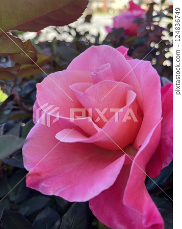 roses in the garden roses in the garden 124836749