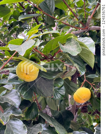 yellow and orange pumpkin on tree yellow and orange pumpkin on tree 124836761