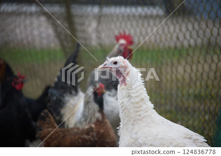 White turkey standing in front of chickens in a farm 124836778